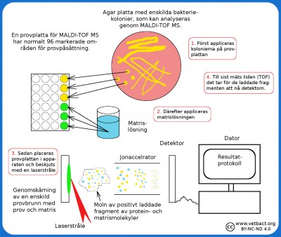 Matrix-Assisted Laser Desorption/Ionization Time Of Flight Mass Spectrometry (MALDI-TOF MS)