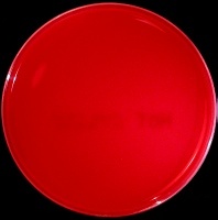 Blood agar plate
