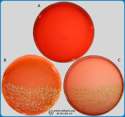 Colistin-Oxolinic Acid-Blood Agar (COBA)