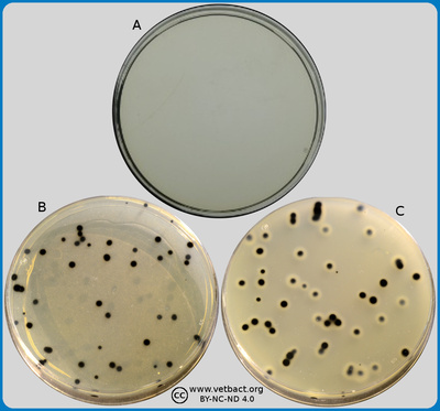 Tryptose Sulfite Cycloserine agar