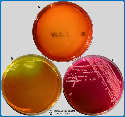 Brilliant Green (BG) Agar