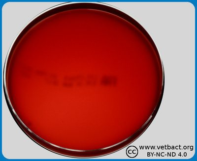 Fastidious anaerobic agar (FAA) plate
