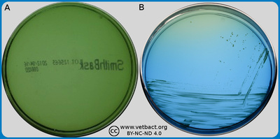 Smith-Baskerville medium