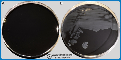 CCDA medium (blood-free selective medium for <i>Campylobacter</i> spp.)
