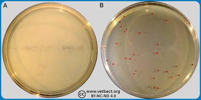 Slanetz and Bartley agar (under revision)