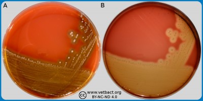 Colistin-Oxolinic Acid-Blood Agar (COBA)