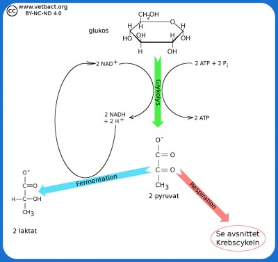 Glykolys och Fermentation