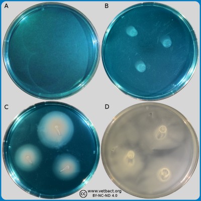 Modified Semisolid Rappaport Vassiliadis (MSRV) agar