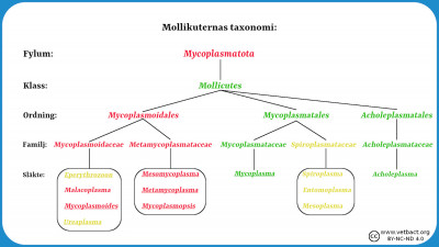 Mollikuternas (mykoplasmernas) taxonomi