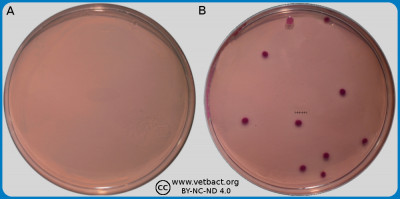 Tryptic soy agar (TSA)