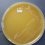 <p><strong>Fig. 167:1.</strong> Colonies of <i>Francisella noatunensis</i> (strain ï¿½?391) cultivated on cysteine agar during 3 weeks at 20°C.</p>

<p> </p>