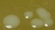 <p><strong>Fig. 167:2.</strong> Close up of colonies of <i>Francisella noatunensis</i> (strain ï¿½?391) cultivated on cysteine agar during 3 weeks at 20°C. The total length of the scale bar is equivalent to 5 mm.</p>

<p> </p>
