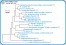 <p><strong>Fig. 75:1.</strong> Phylogenetic tree, which is based on 16S rRNA gene sequences ond show the natural relations between members of the family <em>Enterobacteriaceae, </em>which belongs to the phylum<em> </em> <em>Proteobacteria</em>. Note that the genera <em>Escherichia</em> and <em>Shigella</em> are very closely related.</p>

<p>The tree was genererated by using the  computer program "Tree Builder" at <a href="http://rdp.cme.msu.edu/" target="_blank">RDP's web site</a>. <em>Clostridium botulinum</em>, typ C, which belongs to phylum <em>Tenericutes,</em> was used as outgroup. (T) means typ strain. The length of the scale bar is equivalent to one nucleotide difference per 100 nucleotide positions. Date: 2018-01-25.</p>