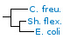 <p><strong>Fig. 71:5.</strong> Phylogenetic tree, which is based on 16S rRNA gene sequences and shows the natural relations between members of the family <em>Enterobacteriaceae, </em>which belongs to the phylum<em> </em> <em>Proteobacteria</em>.</p>

<p>The tree was genererated by using the  computer program "Tree Builder" at <a href="http://rdp.cme.msu.edu/" target="_blank">RDP's web site</a>. <em>Clostridium botulinum</em>, typ C, which belongs to phylum <em>Tenericutes,</em> was used as outgroup. (T) means typ strain. The length of the scale bar is equivalent to one nucleotide difference per 100 nucleotide positions. Date: 2018-05-17.</p>
