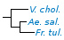 <p><strong>Fig. 141:1.</strong> Phylogenetic tree, which is based on 16S rRNA gene sequences and shows the natural relations between some families within the phylum<em> </em> <em>Proteobacteria</em>. The species on this page is shown in bold and species which are included in Vetbact are shown in blue font.</p>

<p>The tree was genererated by using the  computer program "Tree Builder" at <a href="http://rdp.cme.msu.edu/" target="_blank">RDP's web site</a>.  The family <em>Enterobacteriaceae </em>is not represented in this tree and <em>Plesiomonas shigelloides</em>, which belongs to the family <em>Enterobacteriaceae, </em>was therefore used as outgroup. (T) means typ strain.  Date: 2018-09-27.</p>